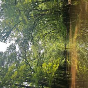 Congaree National Park